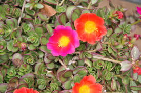 Image result for Portulaca