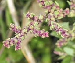 Image result for Suaeda sp. B