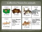 Collective Nouns