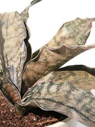 Image result for Sansevieria kirkii