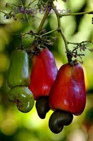 Cashew Pods Contain Urushiol The Same Irritant In Poison Ivy It Must Be Burned Off But Does Not Completely Dissipate Castanha De Caju Arvore De Frutas Frutas