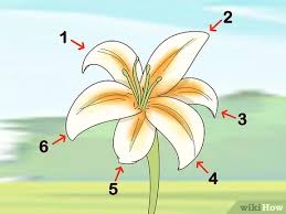 Nov 26, 2017 · 3) why are calla lily leaves turning yellow? 3 Ways To Identify Wildflowers Wikihow