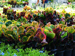 Collection by jenni fewtrell • last updated 2 days ago. Plants That Will Add Color And Beauty To Your Garden Pond