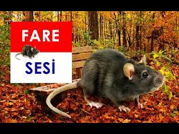 Gercek Fare Sesi Mouse Voice Parkta Gezinen Fare Youtube