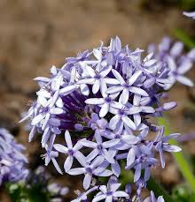 Image result for Pentanisia