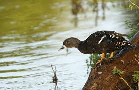 Names Birds That Start With Q African Black Duck Anas Sparsa Google Search Duck Hunting African Bald Eagle