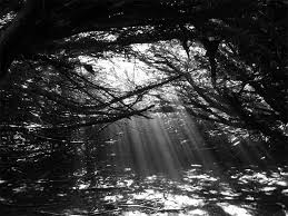 Black And White Woods Picture Pin By Chandrakant Kavathekar On Black And White Black And White Fantasy Inspiration White Wood
