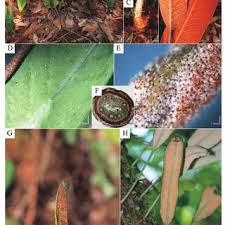 Image result for Pyrrosia schimperiana