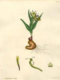 Image result for Ornithoglossum viride