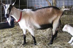Penternakan kambing jamnapari di malaysia. Jenis Jenis Baka Kambing Untuk Penternakan Di Malaysia Rujukan Niaga