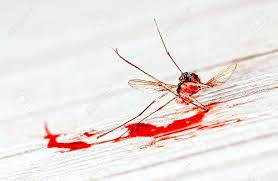 Jun 16, 2021 · bti also kills fungus gnats, because fungus gnats are genetically very closely related to mosquitoes. Dead Mosquito In Pool Of Blood Against Light Background Killed Stock Photo Picture And Royalty Free Image Image 85559547