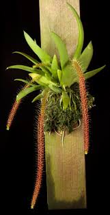 Image result for Oberonia