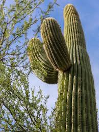 Idiot jumps into cactus подробнее. The 50 Strangest Laws In America Saguaro Cactus Lawn And Garden Saguaro