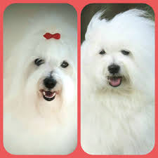 Cottelyckans Kennel på Björnö