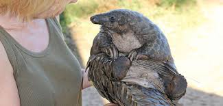 「pangolin」の画像検索結果