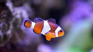Jenis Jenis Ikan Hias Air Tawar Dan Air Laut Untuk Aquarium Jadi Betah Memandang Citizen6 Liputan6 Com
