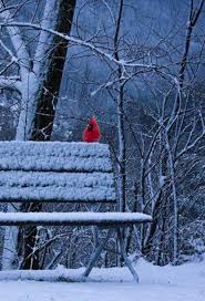 Pin By Kkb On Benches Beautiful Birds Beautiful Creatures Pet Birds