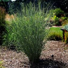 Image result for Panicum aequinerve