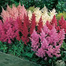 Mixed Astilbe Flowers And Bulbs Veseys Plants Flowers Perennials Flower Landscape