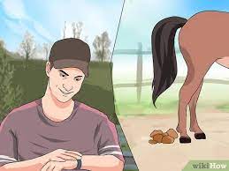 Maybe you would like to learn more about one of these? Cara Mengukur Suhu Kuda Dengan Gambar Wikihow