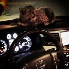 The next day a car arrives at the house el chapo and his man decide to leave the sewers and steal a car to escape, but because it was. El Chapo Guzman Sons Show Off Cars Weapons On Twitter After Arrest Of Mayo Zambada At Border