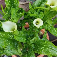 Image result for Zantedeschia albomaculata