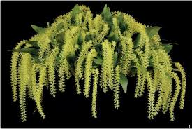 Image result for Mystacidium