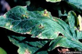 Image result for tomato seedling xanthomonas vesicatoria