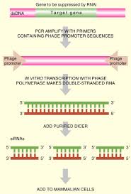 Dsrna can be detected by pattern recognition receptors, for example, tlr3 thus, the promising potential of dsrna analogues as a tumor therapeutic vaccine adjuvant should be evaluated cautiously. Double Stranded Rna An Overview Sciencedirect Topics
