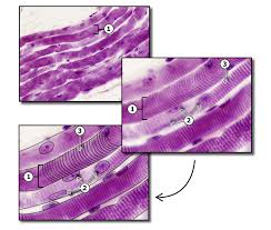 Image result for Muscle Tissue
