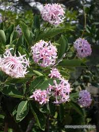 Image result for Dais cotinifolia
