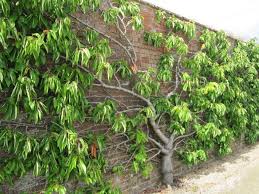 Cerisier En Forme Eventail Simple Contre Un Mur Espalier Arbres Fruitiers Amenagement Jardin Arbres A Croissance Rapide