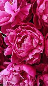 Whole blossoms provides fresh flowers farm direct, including roses, hydrangea, peonies, succulents, orchid, lily, tulips, and more. Pin On Wedding Flowers