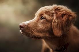 Find the dog breed that is right for you. Nova Scotia Duck Tolling Retriever Dog Breed Information