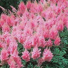 Pink Astilbe Super Bag Michigan Bulb Astilbe Shade Perennials Shade Plants