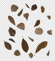 Fall Leaves Free To Use Brown Leaves Transparent Background Png Clipart Hiclipart Pikbest has 2288 falling leaves design images templates for free. fall leaves free to use brown leaves