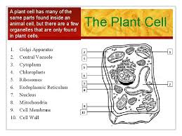 As these organelles and their host cells have evolved, the partitioning of metabolic processes and the encoding of interacting gene products have created an obligate codependence. Cell Structure And Function The Basic Unit Of