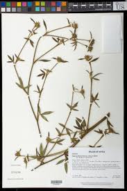 Image result for Stylosanthes fruticosa