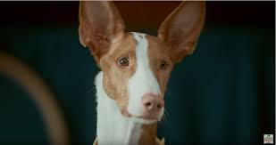 Dog Super Bowl Commercials What Breed Was That