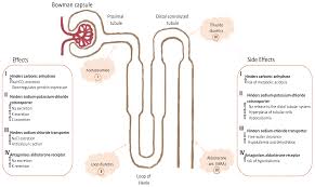 Image result for Loop Diuretic