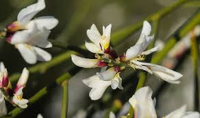 Image result for Retama monosperma