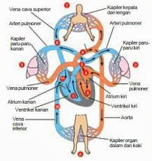 Jelaskan Fungsi Sistem Peredaran Darah Pada Manusia Biologi Sridianti Com