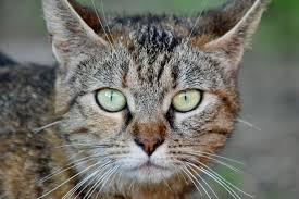 Image result for adorable cat