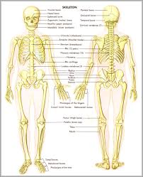 7 photos of the human body bones diagram. Human Body Diagram Bones Human Anatomy