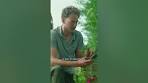 Straatboer tuintip: planten herkennen met een app - YouTube