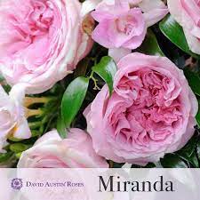 David Austin Roses Miranda Rose Varieties Rose David Austin Roses