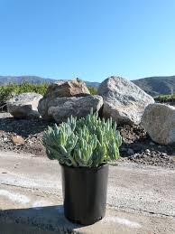 Image result for Senecio striatifolius