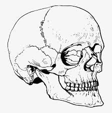 Maybe you would like to learn more about one of these? Skull Nose Ear Head Skeleton Skeleton Head 3d Drawing Transparent Png 710x750 Free Download On Nicepng