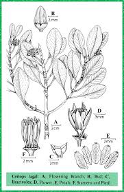 Image result for Ceriops