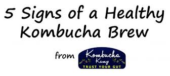 Healthy Scoby And Kombucha Brew Top 5 Signs Of Healthy Kombucha